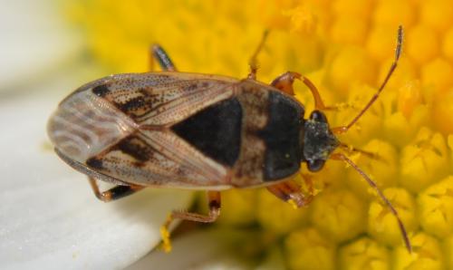 Réf. 258 172 : Trapezonotus ullrichi